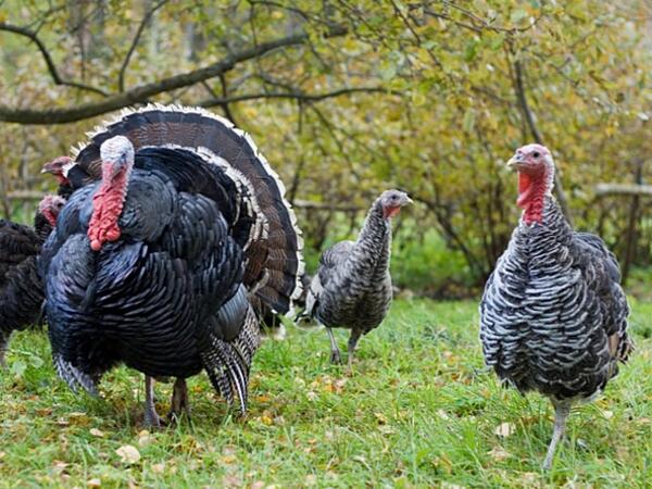 turkeys walking around on grass